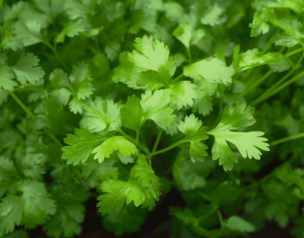 Petroselinum crispum - Interstellar Blends