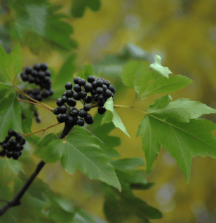 Phellodendron amurense - Interstellar Blends