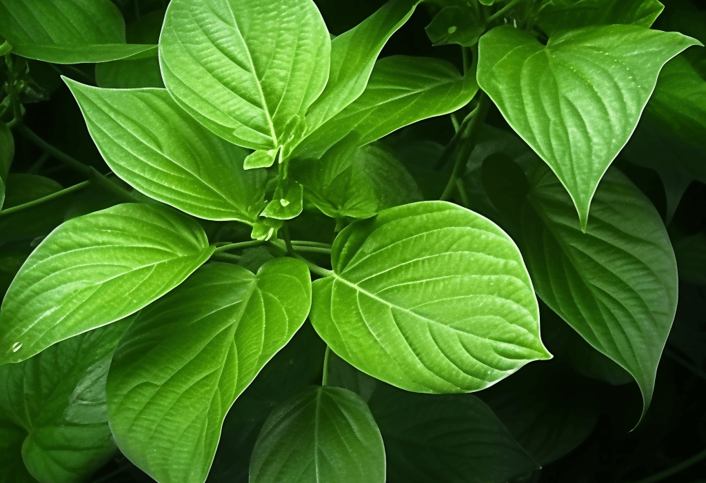 Piper Betle - Interstellar Blends