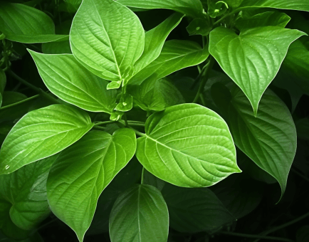 Piper Betle - Interstellar Blends