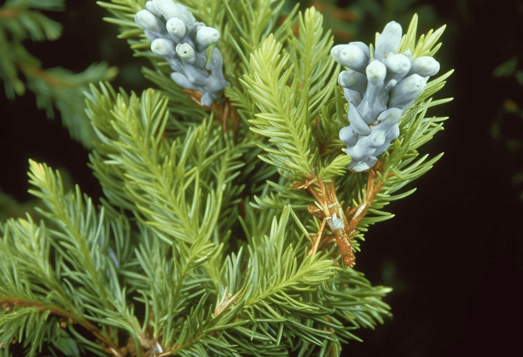 Platycladus Orientalis - Interstellar Blends