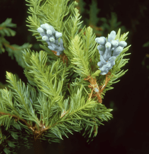 Platycladus Orientalis - Interstellar Blends