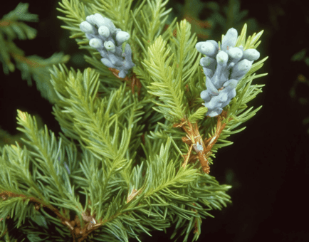 Platycladus Orientalis - Interstellar Blends