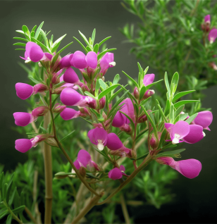 Polygala - Interstellar Blends