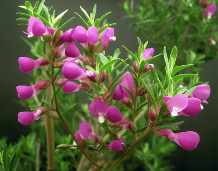 Polygala - Interstellar Blends