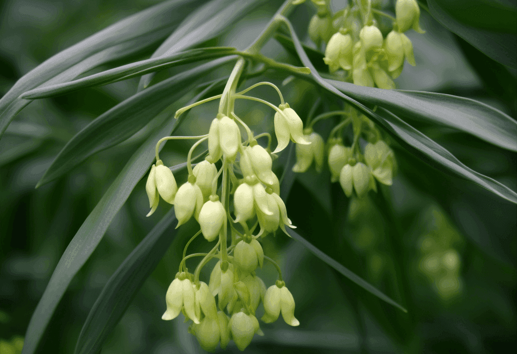 Polygonatum Sibericum - Interstellar Blends