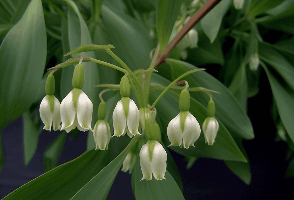 Polygonatum Cyrtonema - Interstellar Blends
