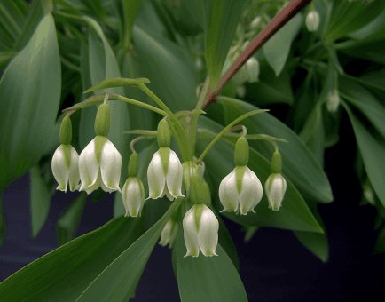 Polygonatum Cyrtonema - Interstellar Blends