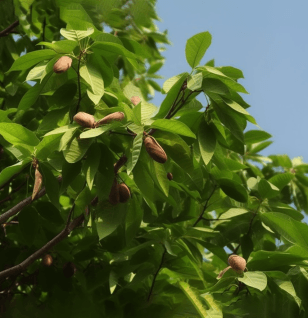 Pongamia Glabra - Interstellar Blends