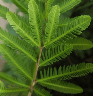 Prosopis Cineraria - Interstellar Blends