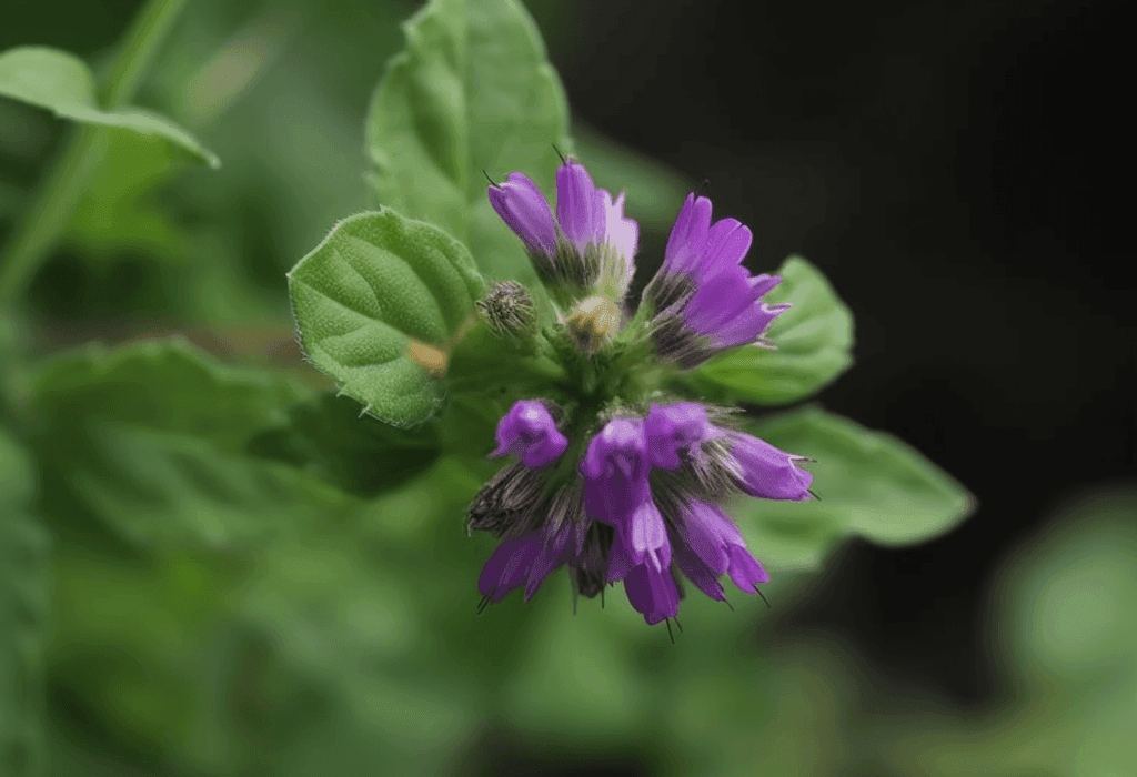 Bavachin Psoralea Corylifolia - Interstellar Blends
