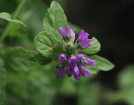 Bavachin Psoralea Corylifolia - Interstellar Blends