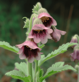 Rehmannia glutinosa – A detailed image of Rehmannia glutinosa, an herb in Interstellar Blends for adrenal and kidney support.