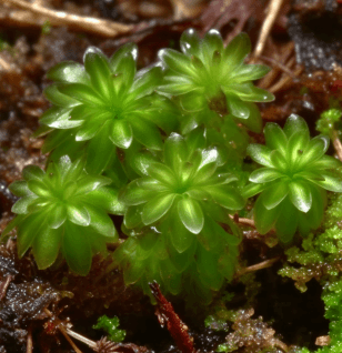 Rhodobryum ontariense moss illustration, a rare medicinal bryophyte featured in Interstellar Blends' herbal formulas, known for its neuroprotective, anti-fatigue, and cardiovascular-supporting properties