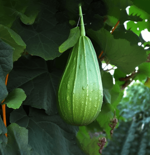 Ridge-Gourd - Interstellar Blends