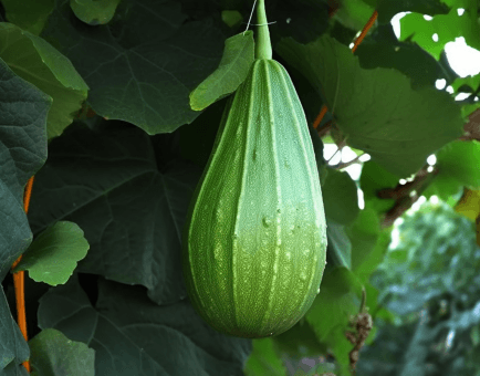 Ridge-Gourd - Interstellar Blends