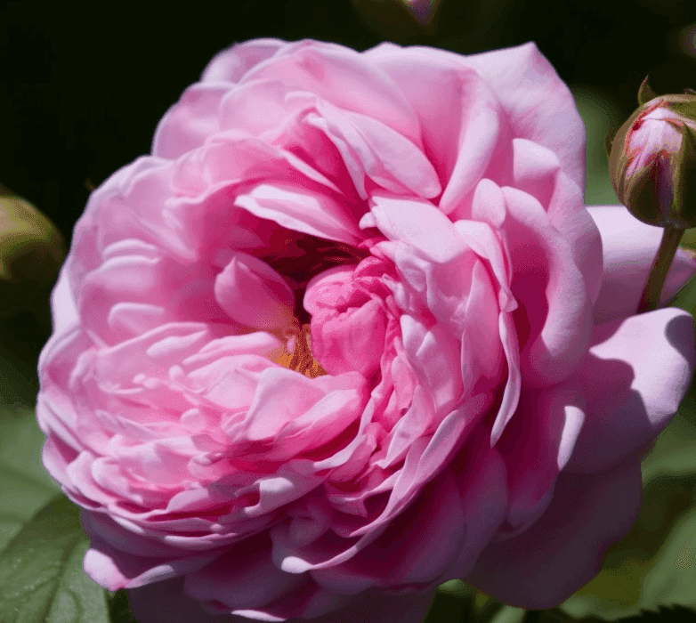Rosa damascena (Damask Rose) – Mood-enhancing ingredient in Interstellar Blends, promoting relaxation and skin rejuvenation.