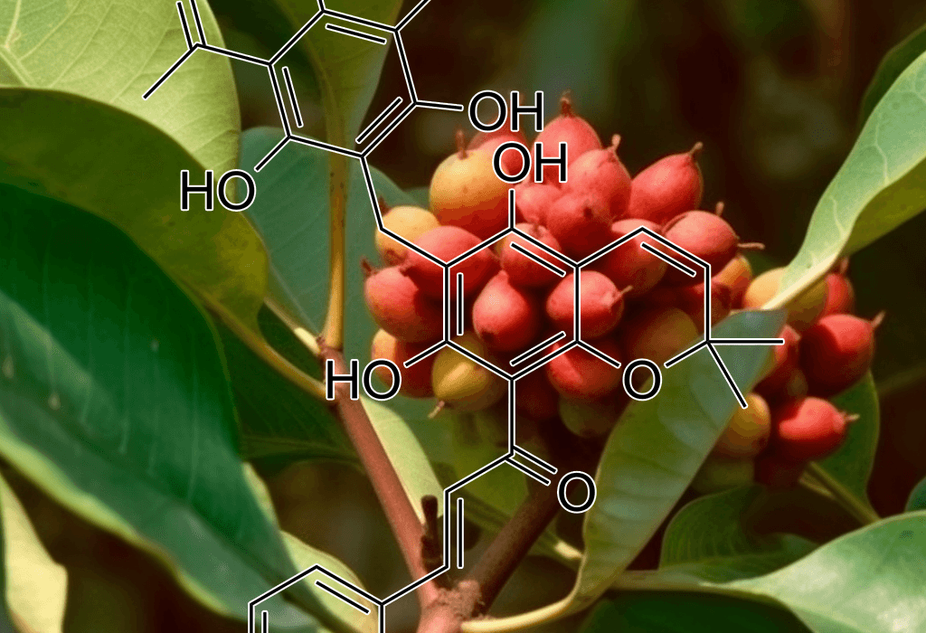 Rottlerin Mallotus Philippinensis - Interstellar Blends
