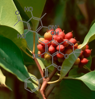 Rottlerin Mallotus Philippinensis - Interstellar Blends