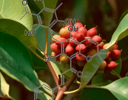 Rottlerin Mallotus Philippinensis - Interstellar Blends