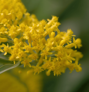 SOLIDAGO VIRGAUREA - Interstellar Blends