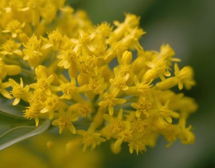 SOLIDAGO VIRGAUREA - Interstellar Blends