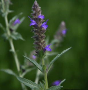 Schizonepeta tenusfolia - Interstellar Blends