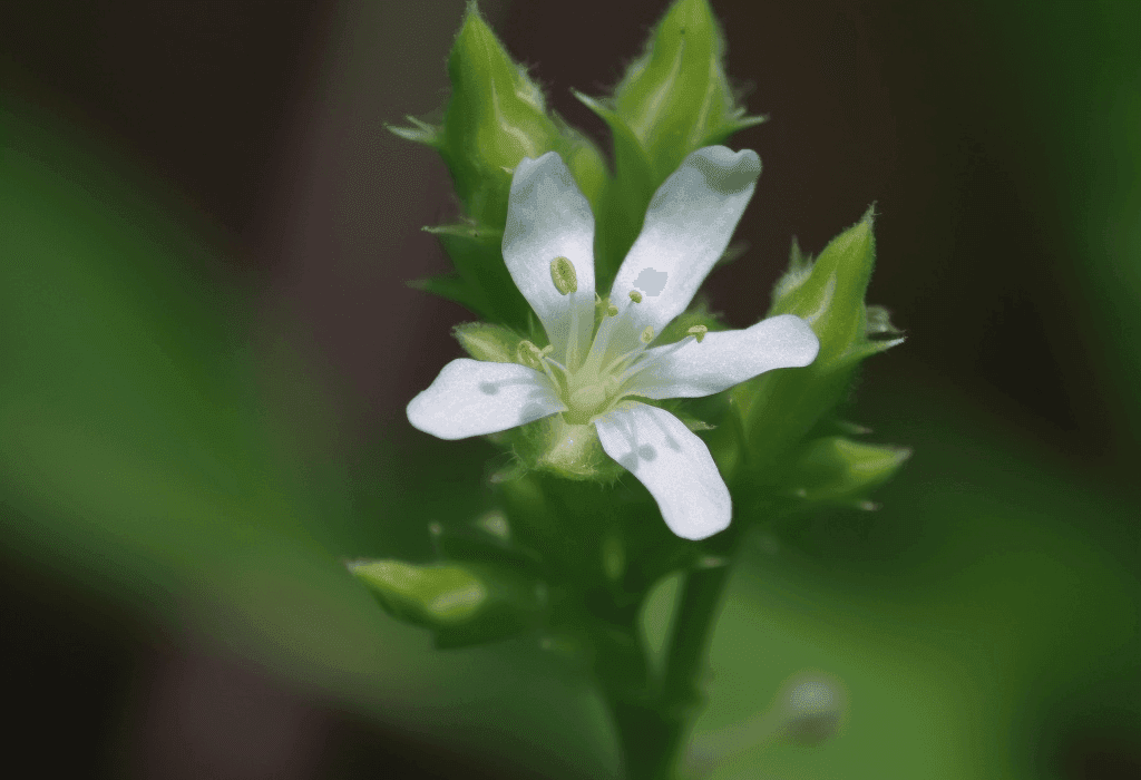 Scoparia Dulcis - Interstellar Blends