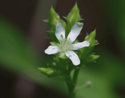 Scoparia Dulcis - Interstellar Blends