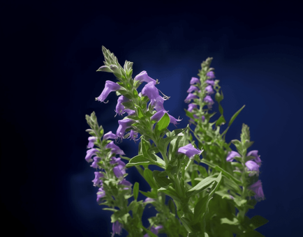 Scutellaria baicalensis – A detailed image of Scutellaria baicalensis (Chinese Skullcap), a potent antioxidant plant in Interstellar Blends.