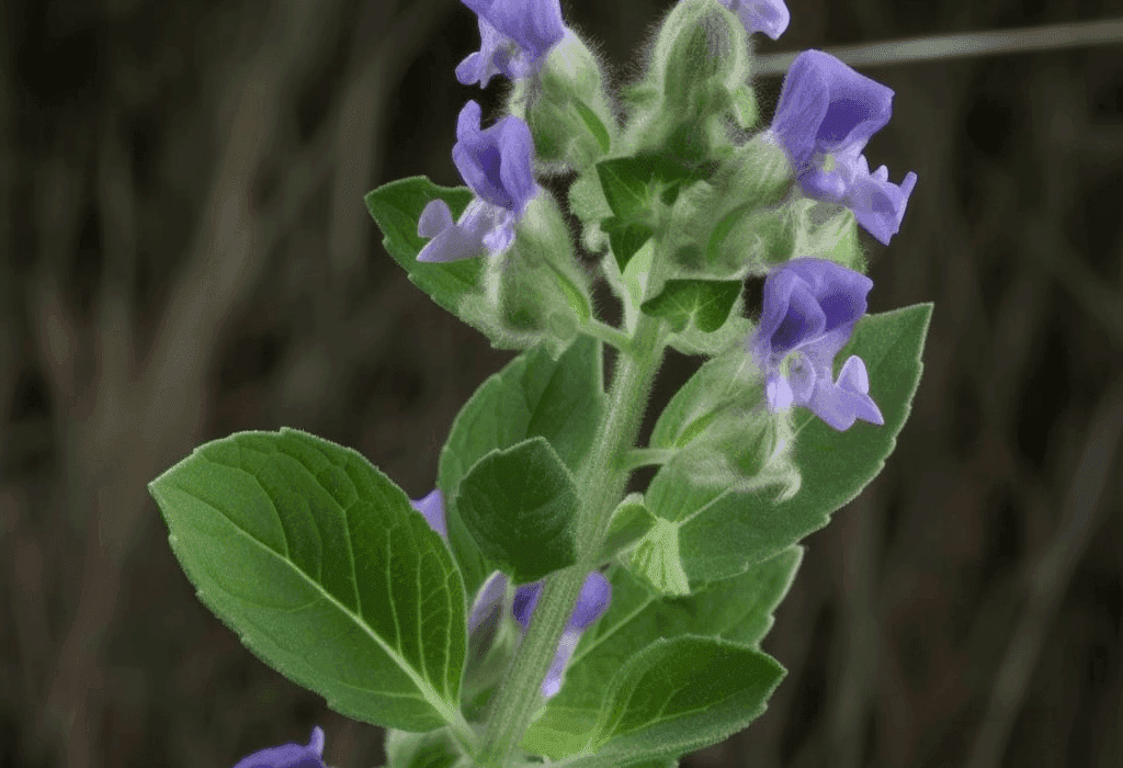 Scutellaria Laterifolia - Interstellar Blends