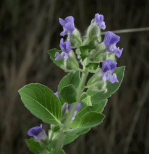 Scutellaria Laterifolia - Interstellar Blends