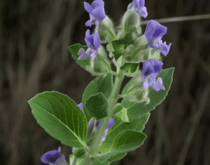 Scutellaria Laterifolia - Interstellar Blends