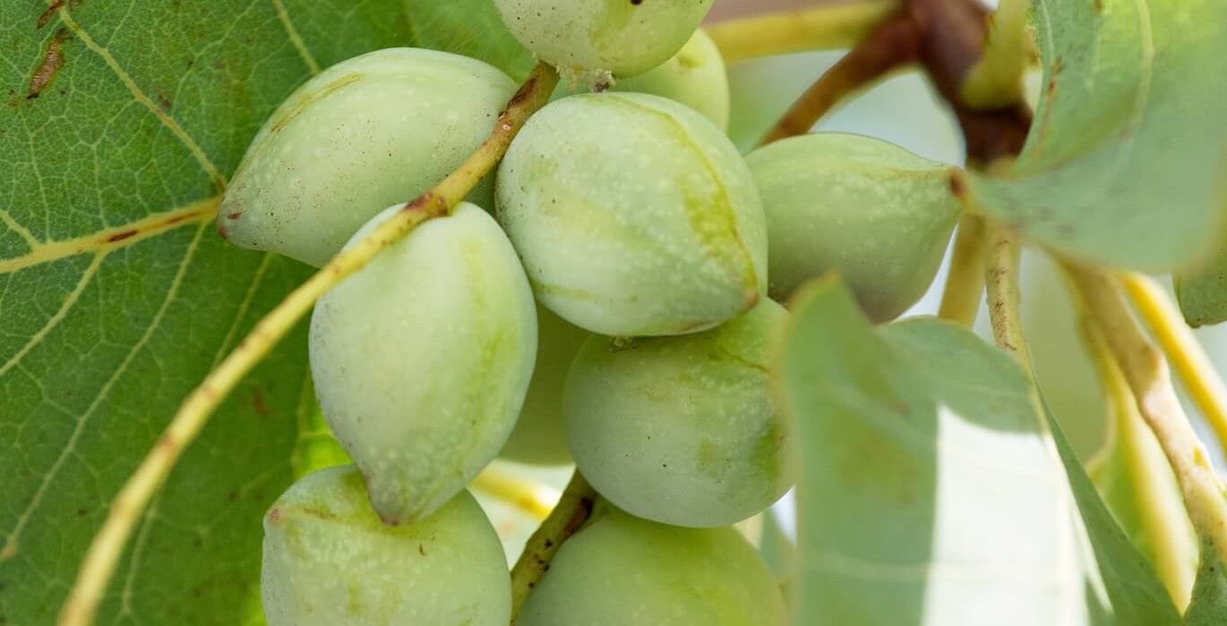 Smoked plum - Interstellar Blends