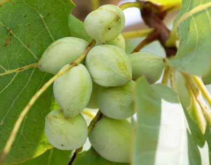 Smoked plum - Interstellar Blends