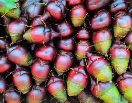 Trapa-bispinosa - Interstellar Blends