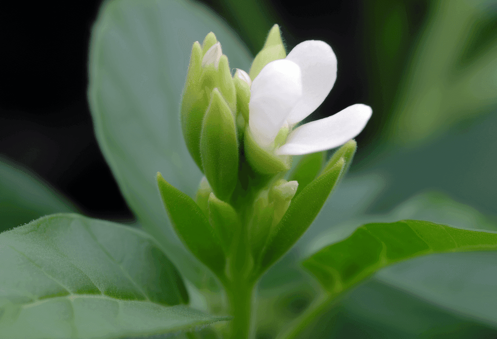 Trigonella Foenum Graecum - Interstellar Blends