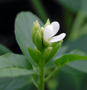 Trigonella Foenum Graecum - Interstellar Blends