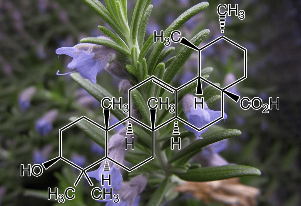 Ursolic acid – A high-resolution capture of Ursolic acid, a plant-derived compound in Interstellar Blends for muscle maintenance and anti-inflammatory properties.