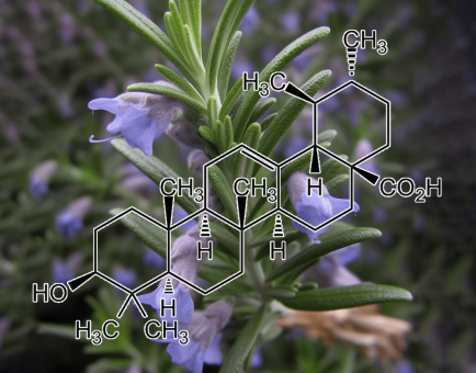 Ursolic acid – A high-resolution capture of Ursolic acid, a plant-derived compound in Interstellar Blends for muscle maintenance and anti-inflammatory properties.