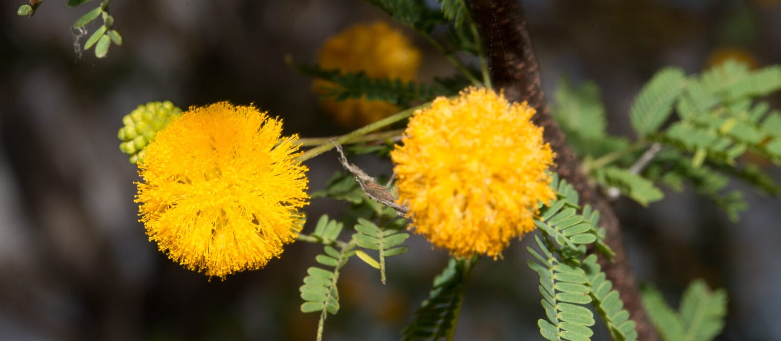 (Vachellia farnesiana) sweet acacia - Interstellar Blends
