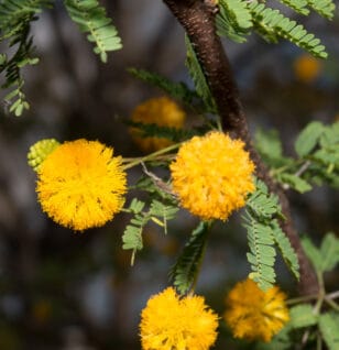 (Vachellia farnesiana) sweet acacia - Interstellar Blends