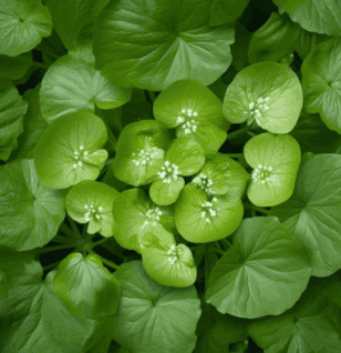 Wasabi (Wasabia japonica) – Powerful antimicrobial and anti-inflammatory root in Interstellar Blends, promoting gut health and detoxification.