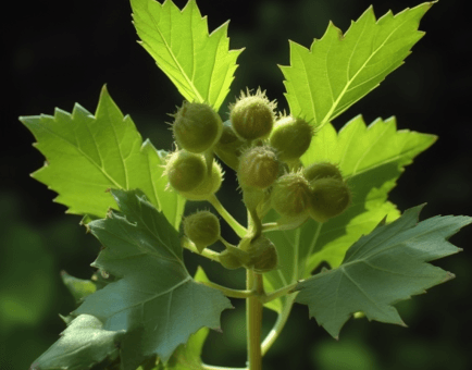 Xanthium indicum (Indian Cocklebur) plant illustration, a traditional herb featured in Interstellar Blends' herbal formulas, known for its anti-inflammatory, analgesic, and sinus-clearing properties