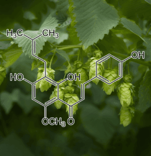 Xanthohumol (Humulus lupulus) – A stunning image of Xanthohumol from Hops, featured in Interstellar Blends for its antioxidant and hormone-regulating properties.