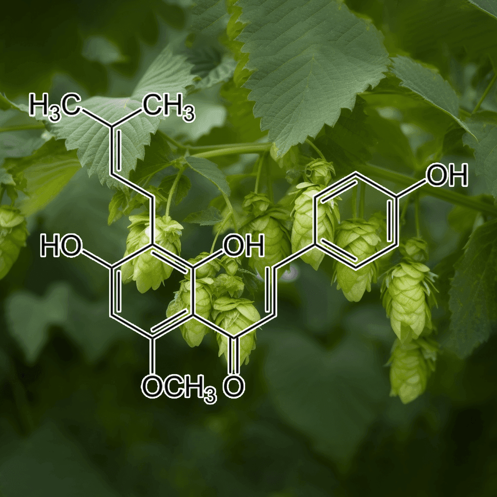 Xanthohumol (Humulus lupulus) – A stunning image of Xanthohumol from Hops, featured in Interstellar Blends for its antioxidant and hormone-regulating properties.