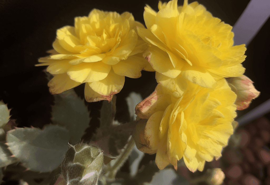 Xiaokeyinshui herbal formula illustration, a traditional Chinese medicinal blend featured in Interstellar Blends' herbal formulas, known for supporting blood sugar regulation, metabolic balance, and pancreatic health