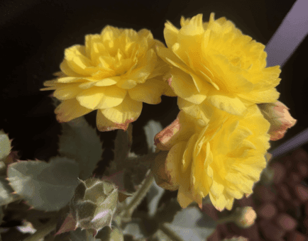 Xiaokeyinshui herbal formula illustration, a traditional Chinese medicinal blend featured in Interstellar Blends' herbal formulas, known for supporting blood sugar regulation, metabolic balance, and pancreatic health