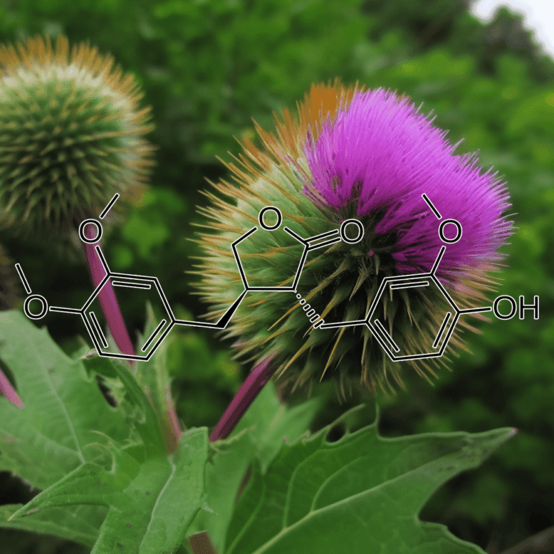 Arctigenin – Lignan compound in Interstellar Blends, offering neuroprotective and immune-boosting benefits.