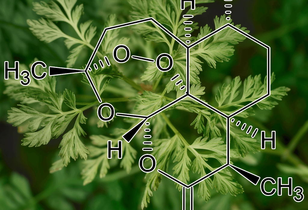 A focused shot of Artemisinin derived from Artemisia, a key compound in Interstellar Blends for immune and anti-malarial benefits.